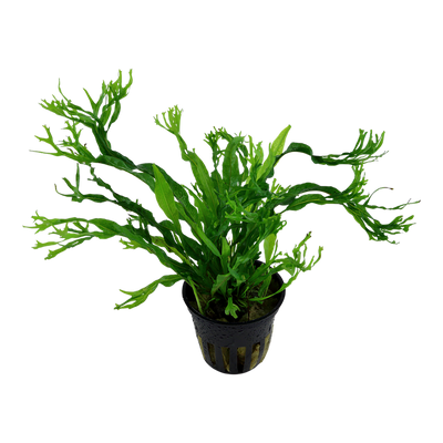 Microsorum Windelov Pot Plant