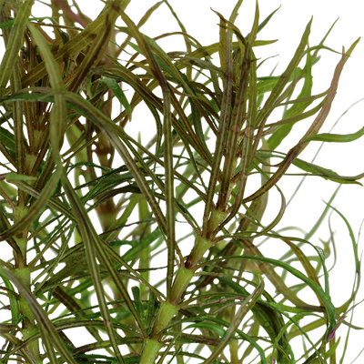 Pogostemon Stellatus Pot Plant