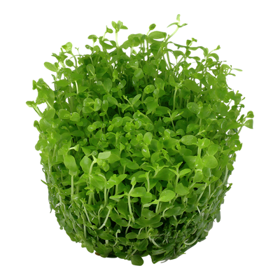 تروبيكا ميكرانثيموم مونت كارلو