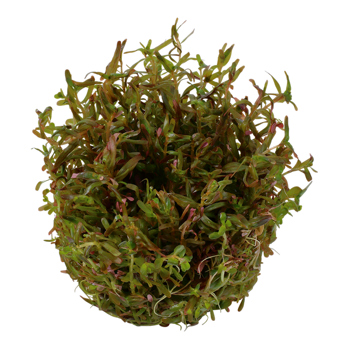 TROPICA ROTALA ROTINDIFOLIA HRA