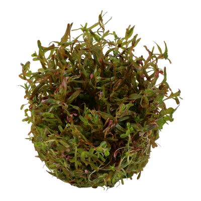 تروبيكا روتالا روتينديفوليا HRA