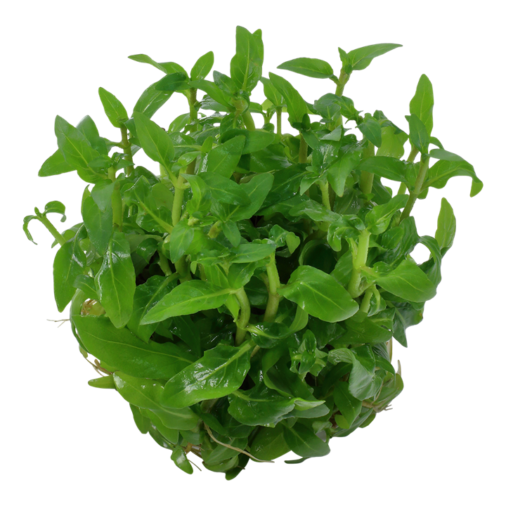 TROPICA STAUROGYNE REPENS