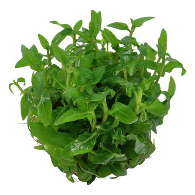 تروبيكا ستاروجين ريبينس