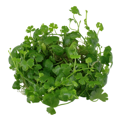 تروبيكا هيدروكوتيل تريبارتيتا