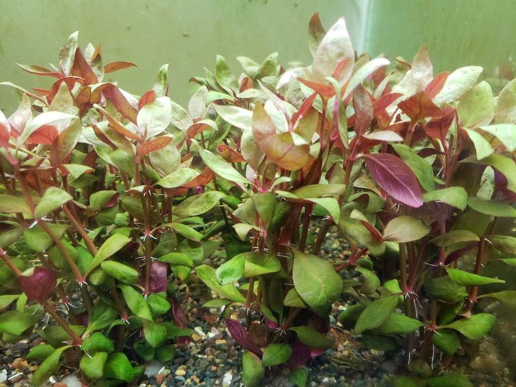 alternanthera lilacina pot plant