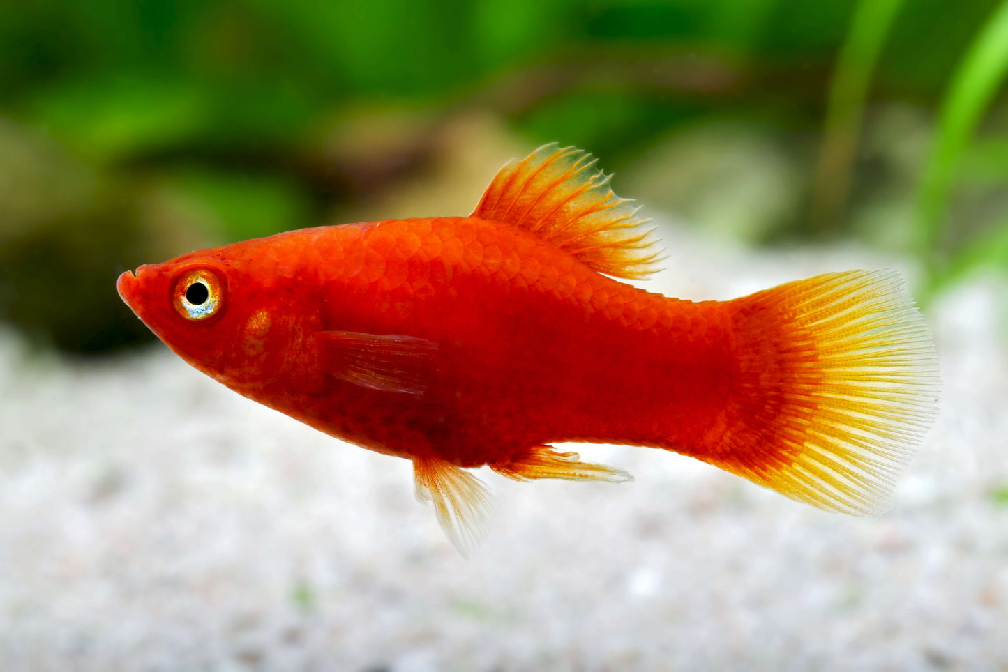 PLATY FISH MIX