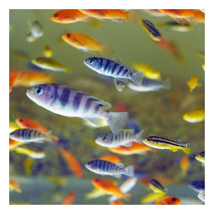 Malawi Cichlid Mix Color 5PCS Combo Deal (Small )