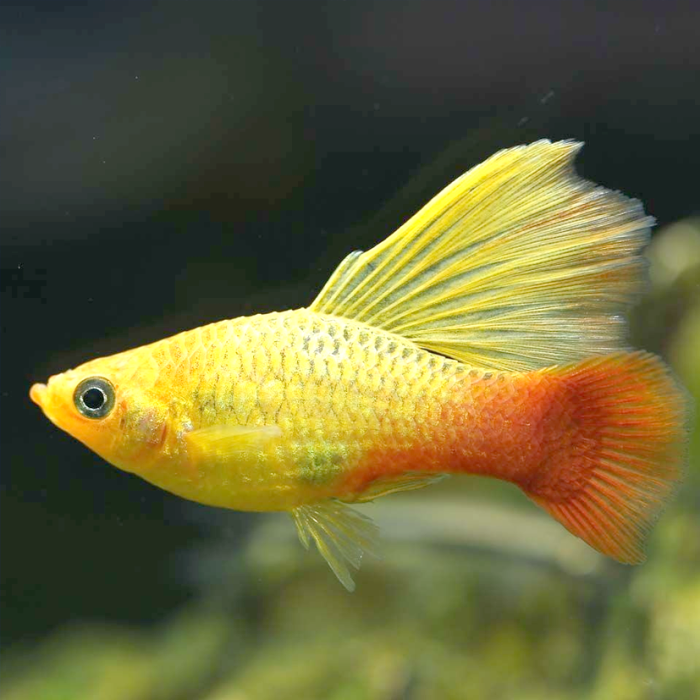 PLATY FISH MIX