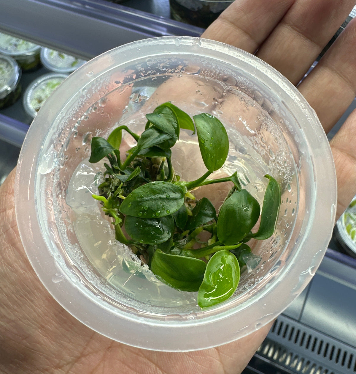 Anubias Petite in cup