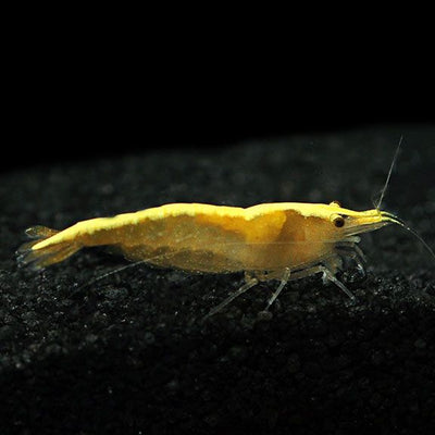 Yellow Goldline Shrimp 1.5cm (Neocaridina)