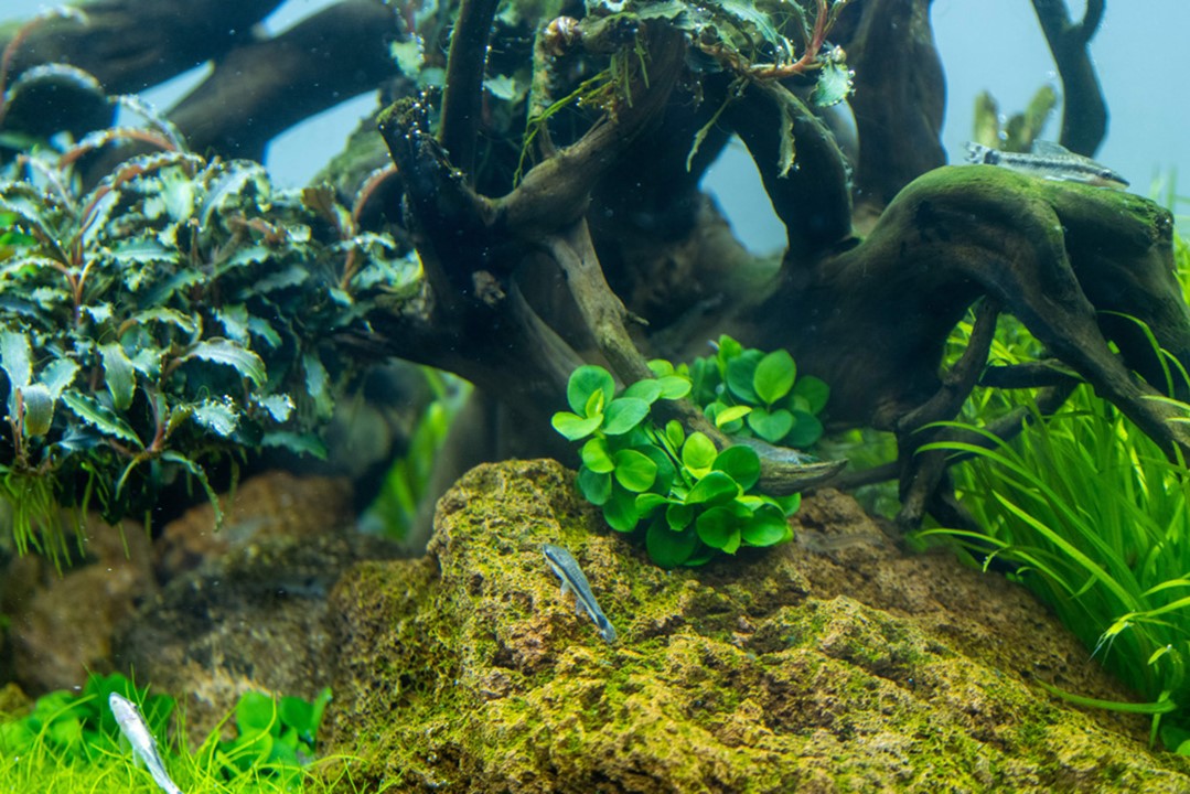 TROPICA ANUBIAS BSRTERI 'MINI COIN'