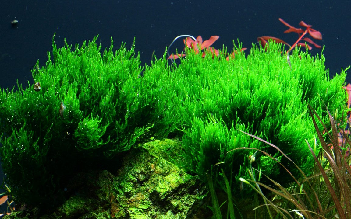 TROPICA TAXIPHYLLUM FLAME