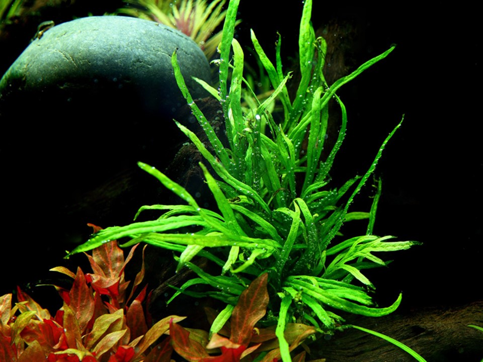 TROPICA MICROSORUM PTEROPUSTRIDENT