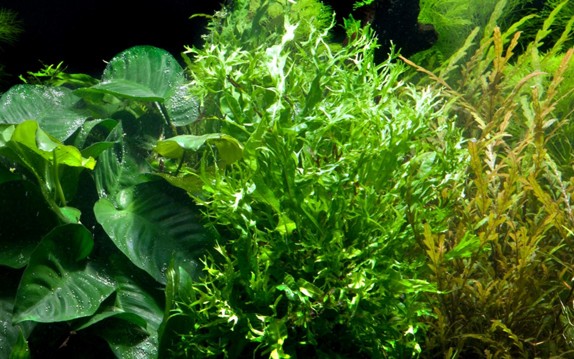 TROPICA MICROSORUM PTEROPUS WINDELOV