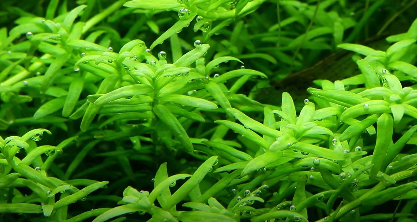 TROPICA ROTALA ROTUNDIFOLIA GREEN