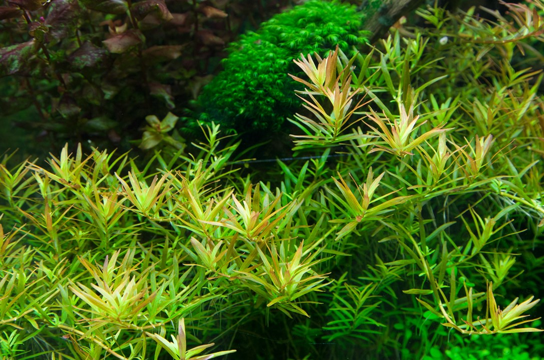 TROPICA ROTALA ROTINDIFOLIA HRA