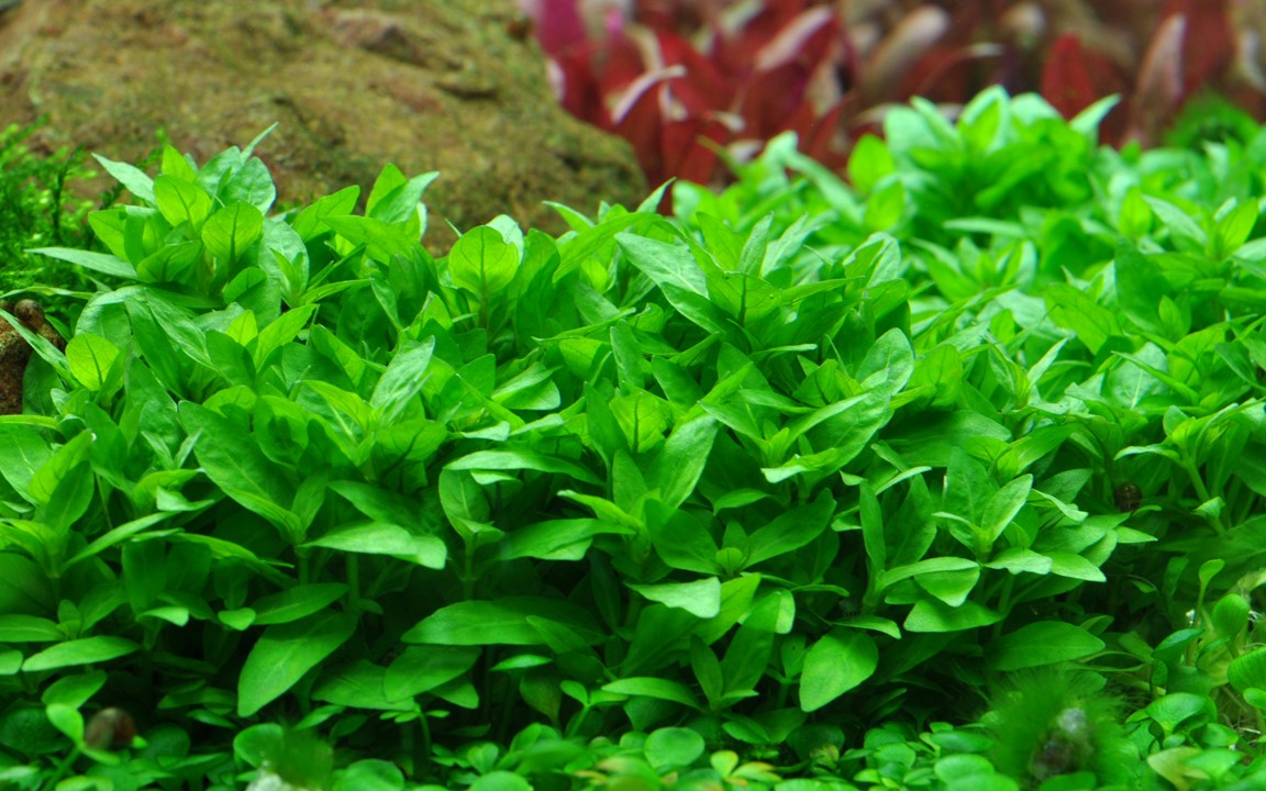 TROPICA STAUROGYNE REPENS