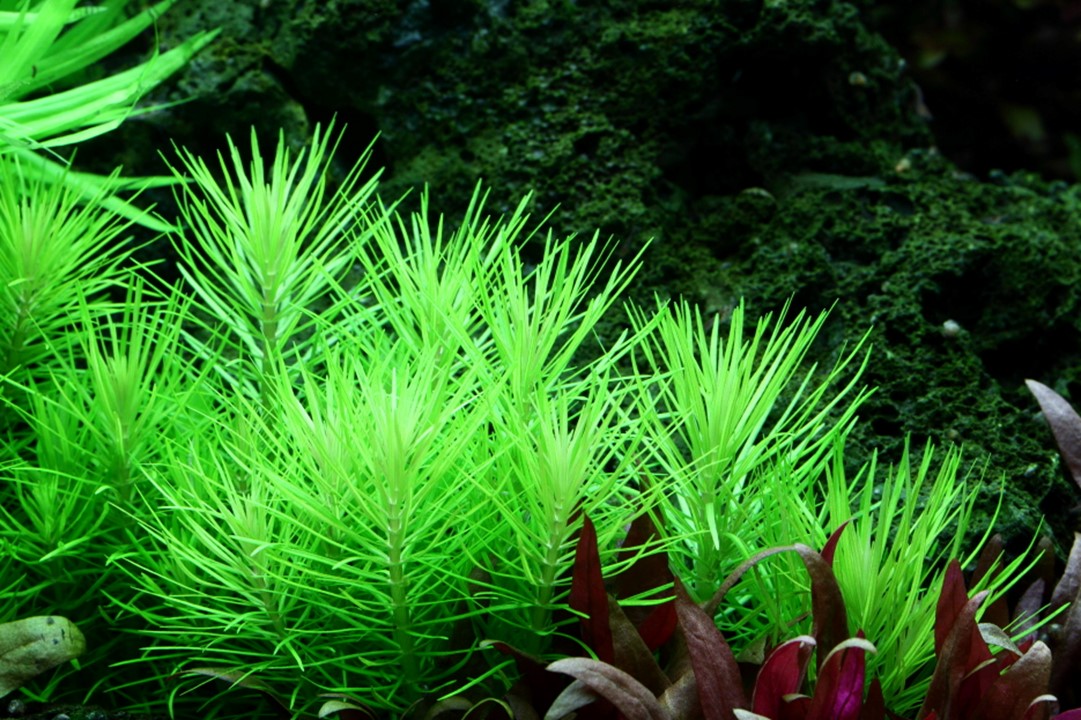 TROPICA POGOSTEMON DECCANENSIS