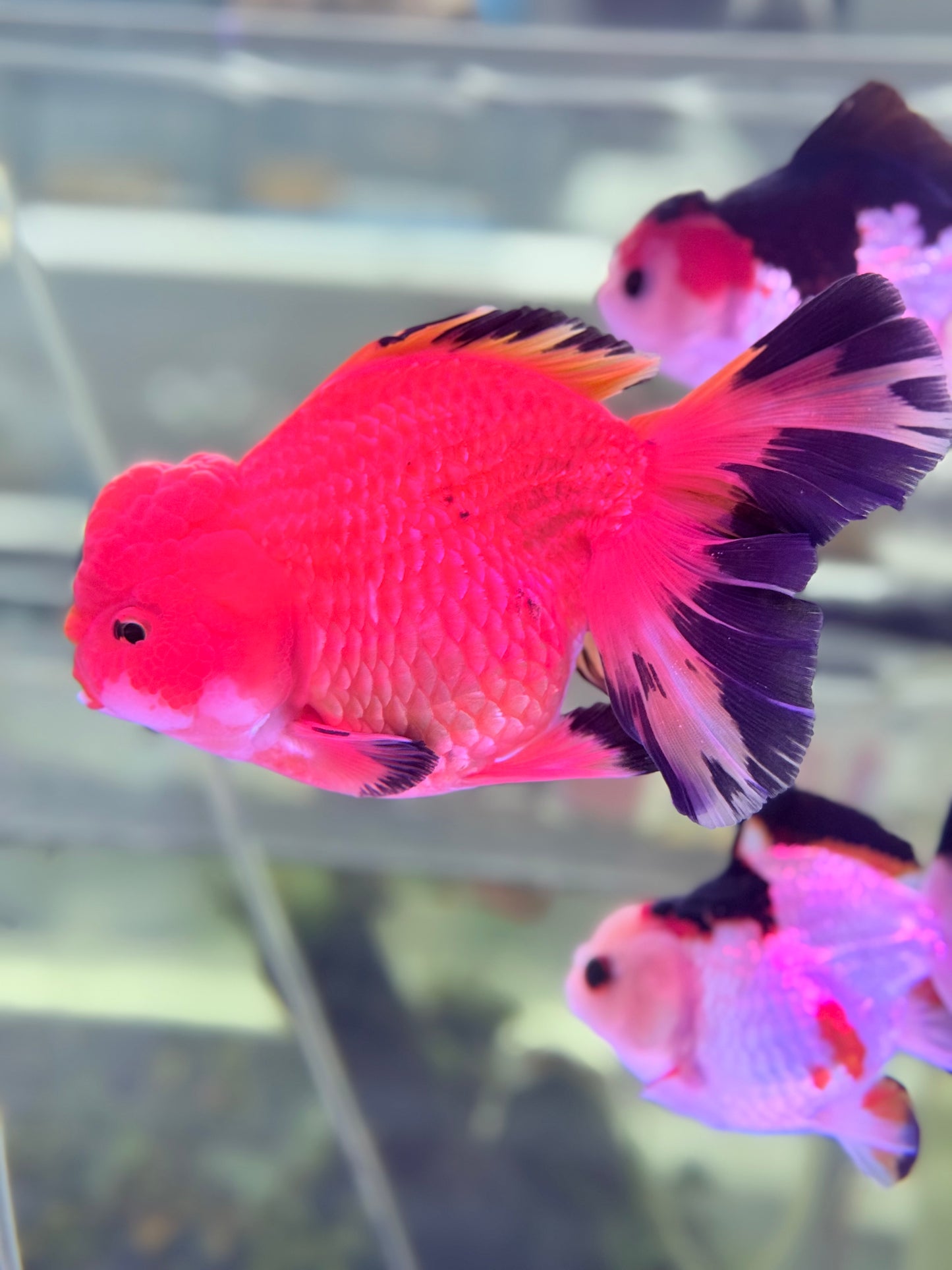 RED AND BLACK ORANDA