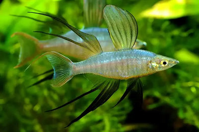 Threadfin Rainbow Fish