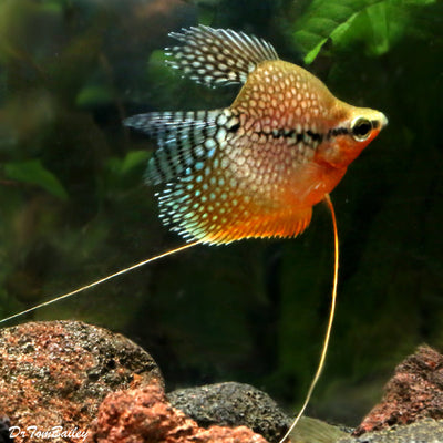 Pearl Balloon Gourami 3.5-5cm