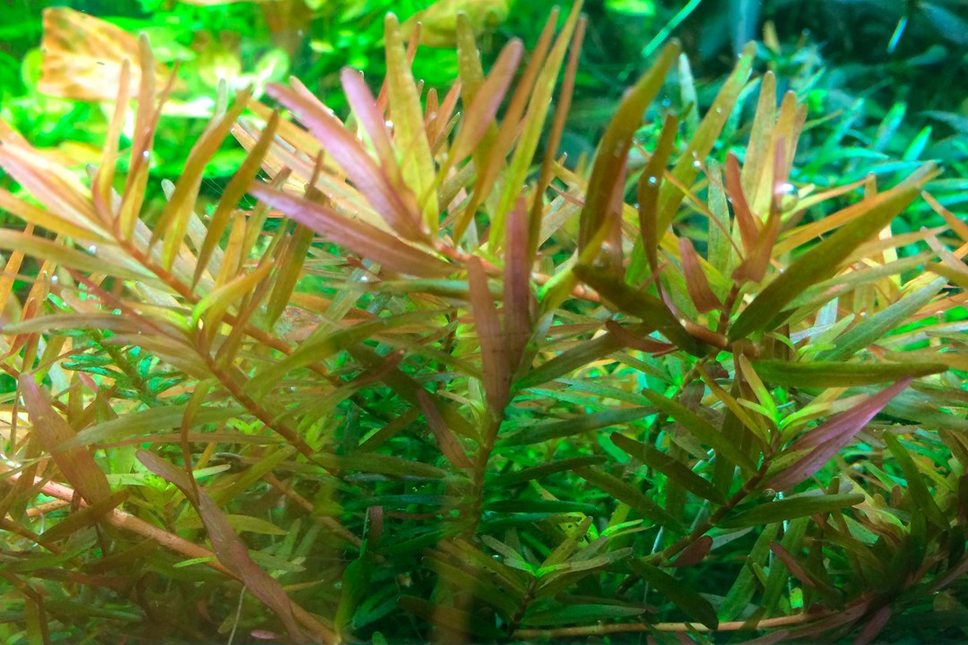 TROPICA ROTALA ROTINDIFOLIA HRA