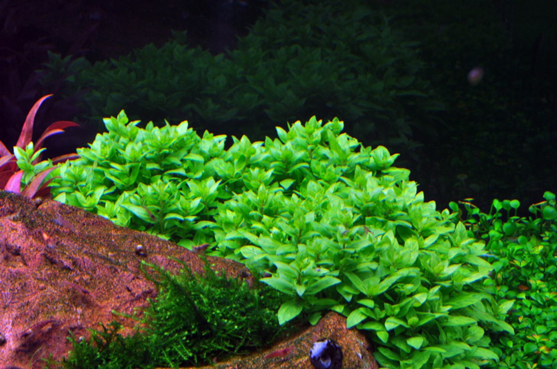 TROPICA STAUROGYNE REPENS