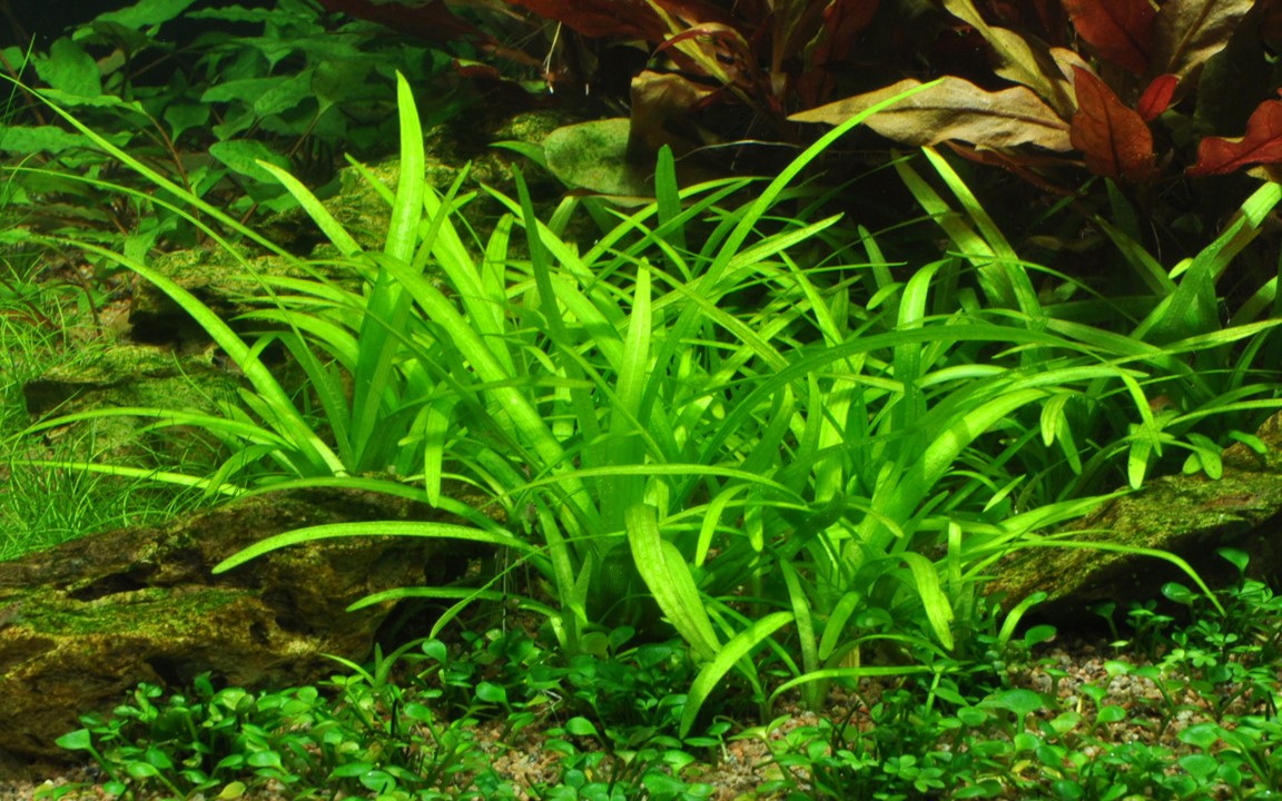 SAGITTARIA SUBULATA Pot Plant