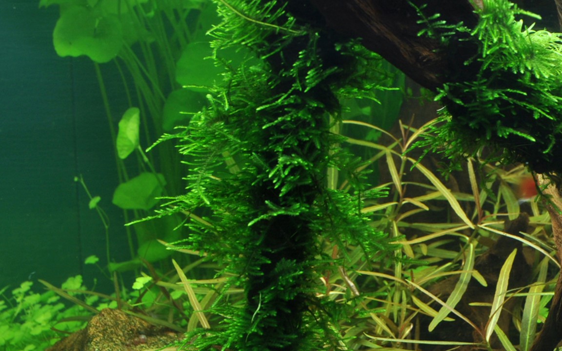 TROPICA TAXIPHYLLUM SPIKY MOSS