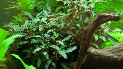 Bucephalandra sp. 'Red' on Soil Ball