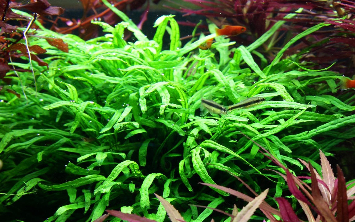 TROPICA MICROSORUM PTEROPUSTRIDENT