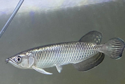 Pearl Arowana Fish 13-15 cm