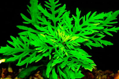 Hygrophila Difformis Potted Plant