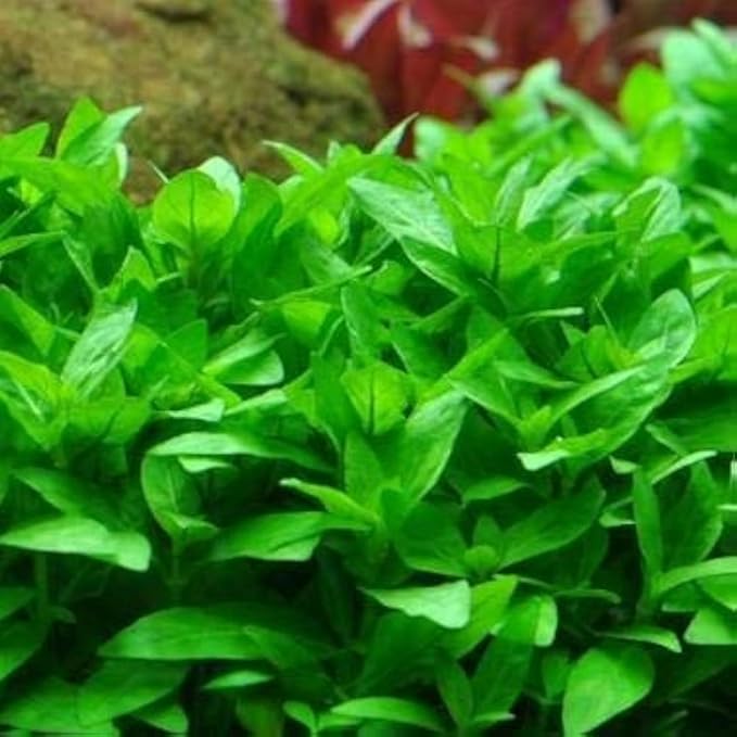 Growow Staurogyne Repens