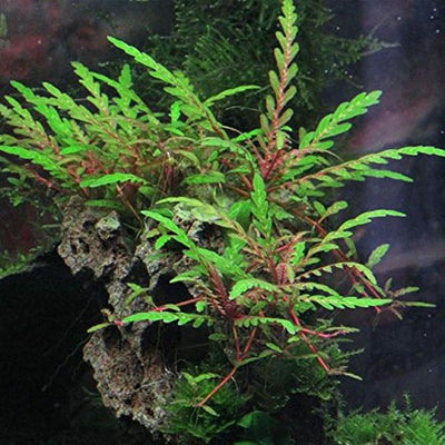 HYGROPHILA 'PINATIFIDA' POT PLANT