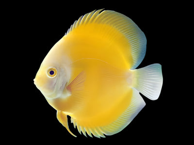 خليط سمك رمي القرص 8 سم