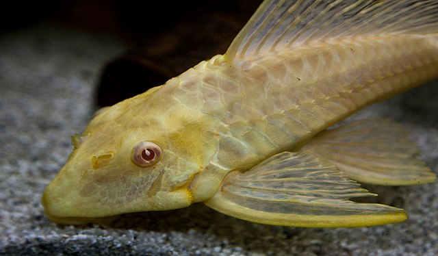 Golden Sucker Fish