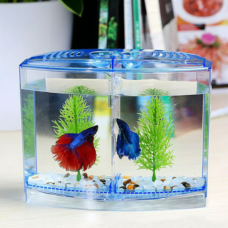 betta fish box BETTA BOX – Aquatic Vision Aquarium