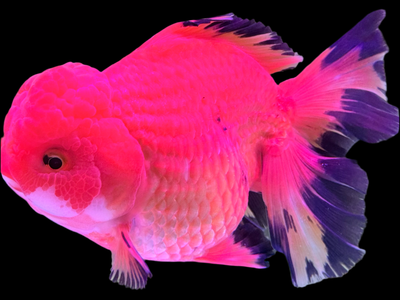 RED AND BLACK ORANDA