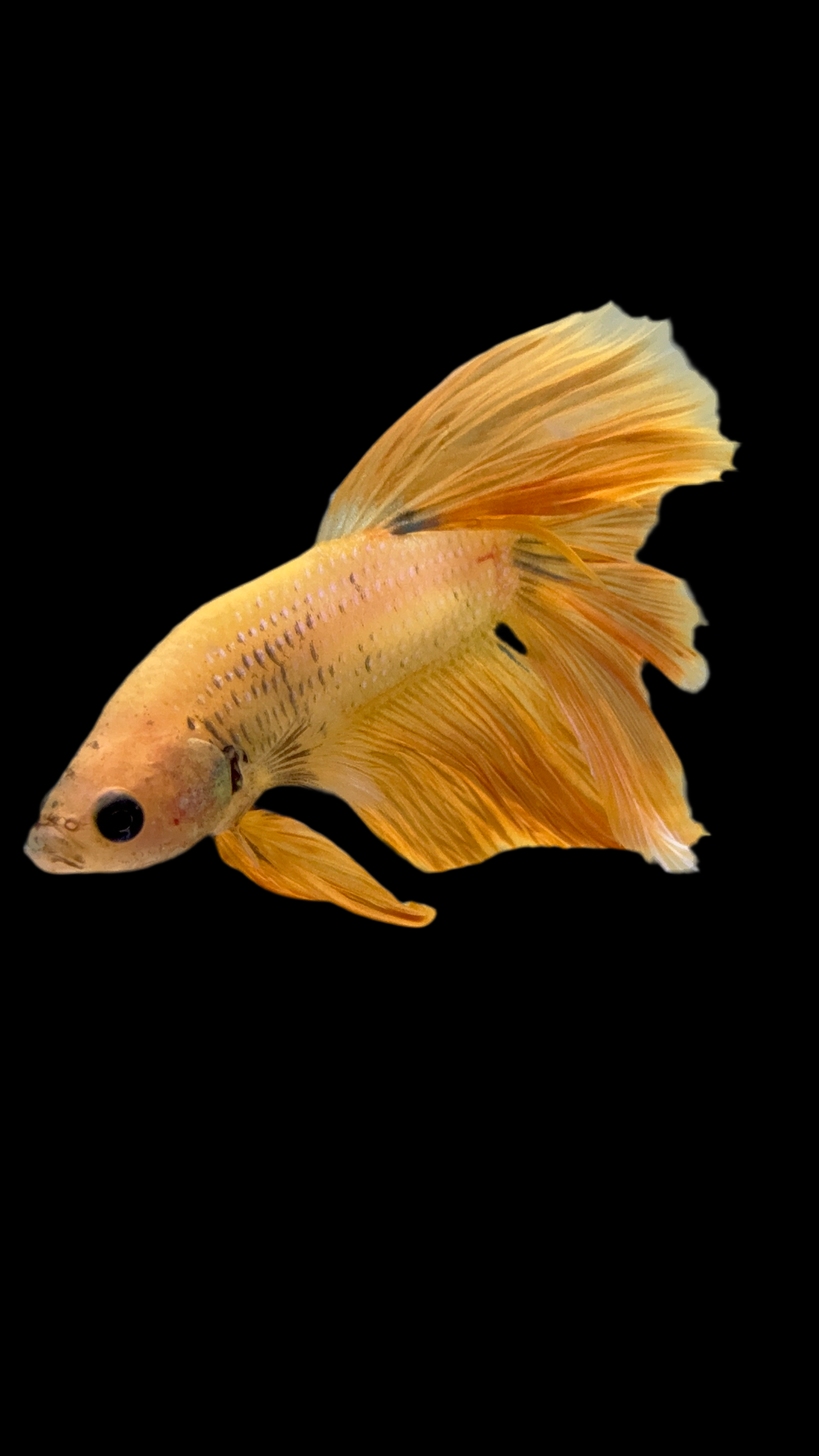 HALFMOON YELLOW DRAGON BETTA