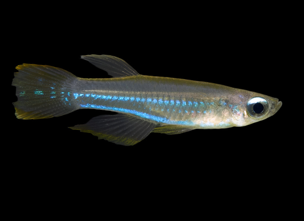 Lamp Eye Tetra