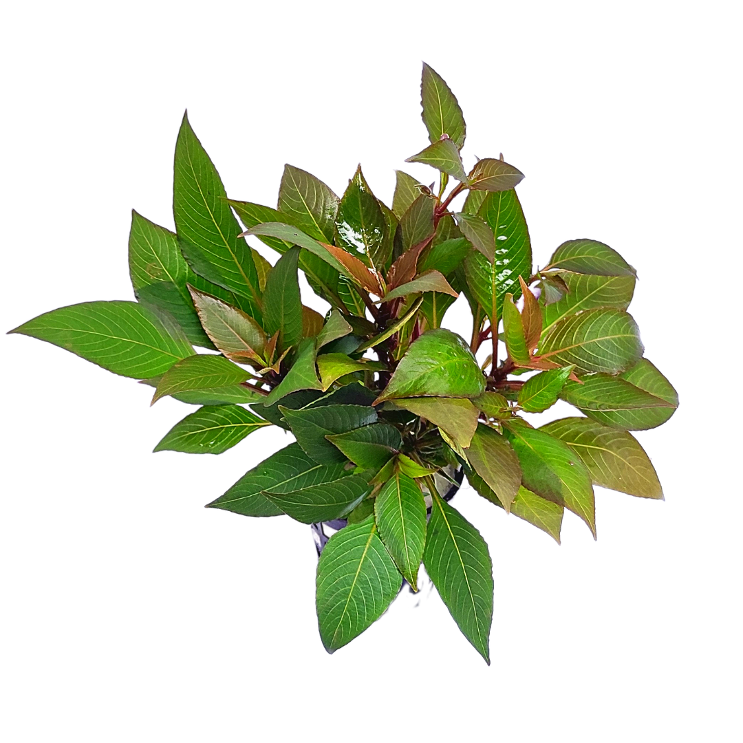 نبات وعاء Hygrophila Corymbosa