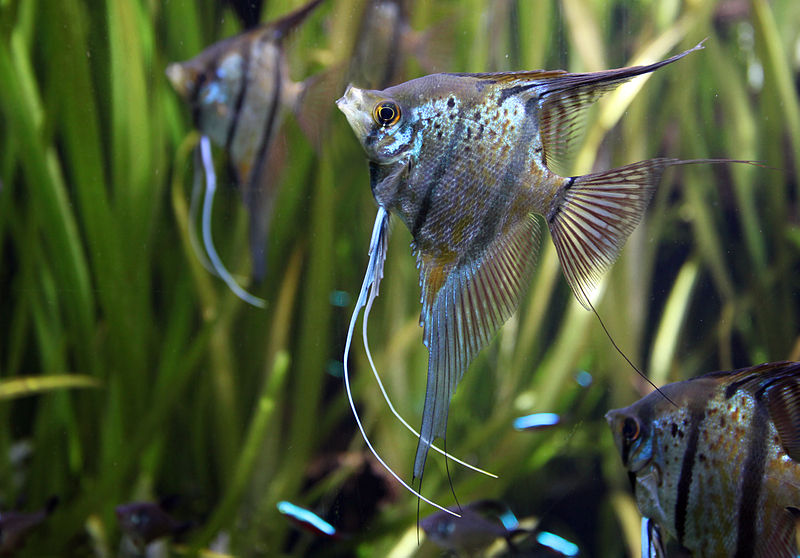 ANGEL FISH MIX
