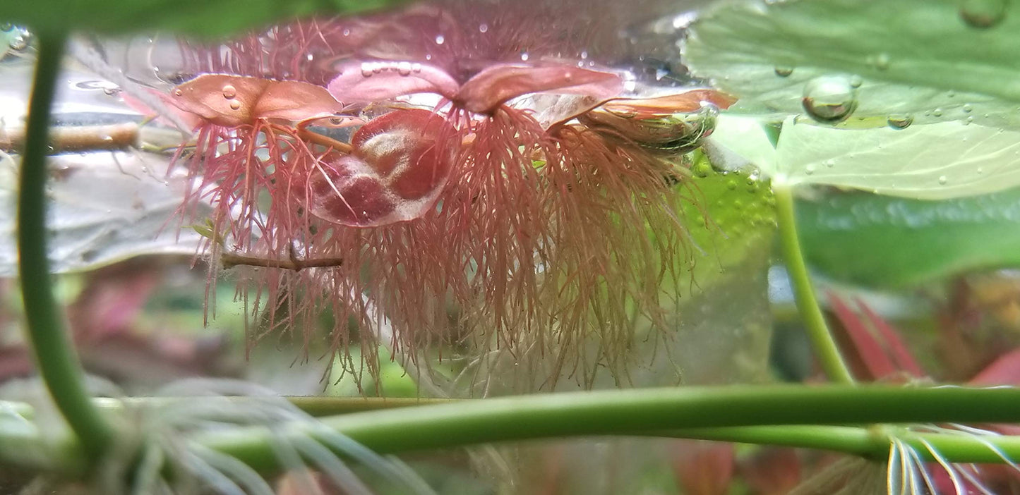 PHYLLANTHUS FLUITANS RED FLOATING PLANT