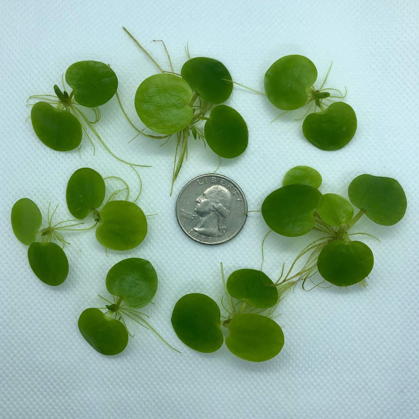Frogbit Floating Plants