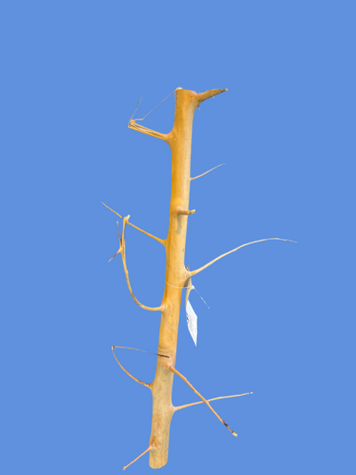 Long Hand Wood 30-45 cm