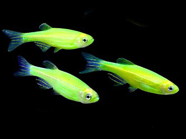 beginner fish