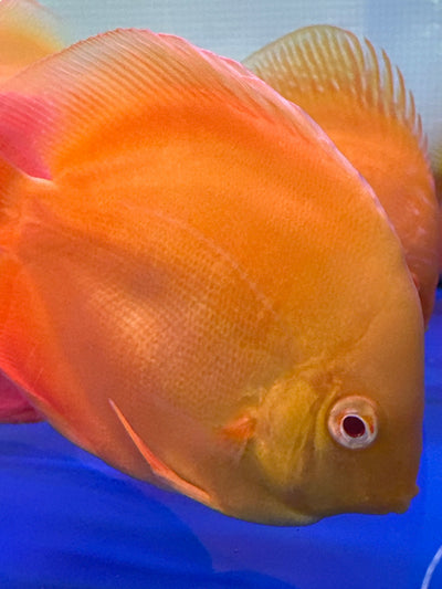 Yellow Discus Fish (Albino Strains)