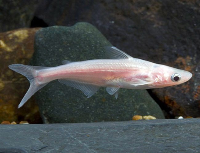 ALBINO PENGASIUS SHARK
