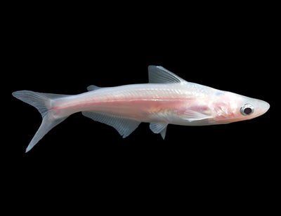 Albino Pengasius Shark 3PCS Combo Deal